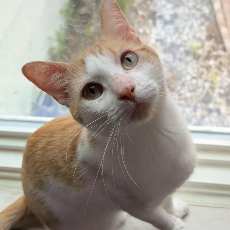 Phineas thumbnail 3