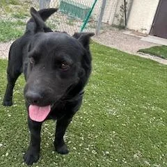 An adult medium-sized male Black Cattle Dog dog named Littleman for adoption in Bullhead City, AZ