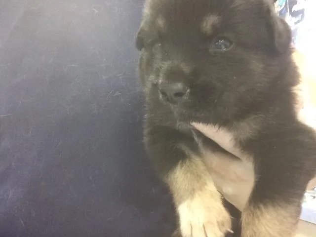 A baby small-sized male German Shepherd Dog dog named Padre for adoption in Riverside, CA