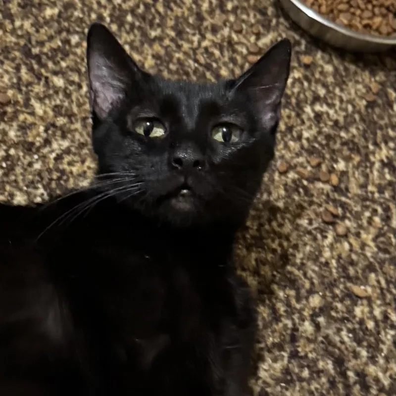 A young medium-sized female Black Domestic Short Hair cat named Lovie LS for adoption in Austin, TX