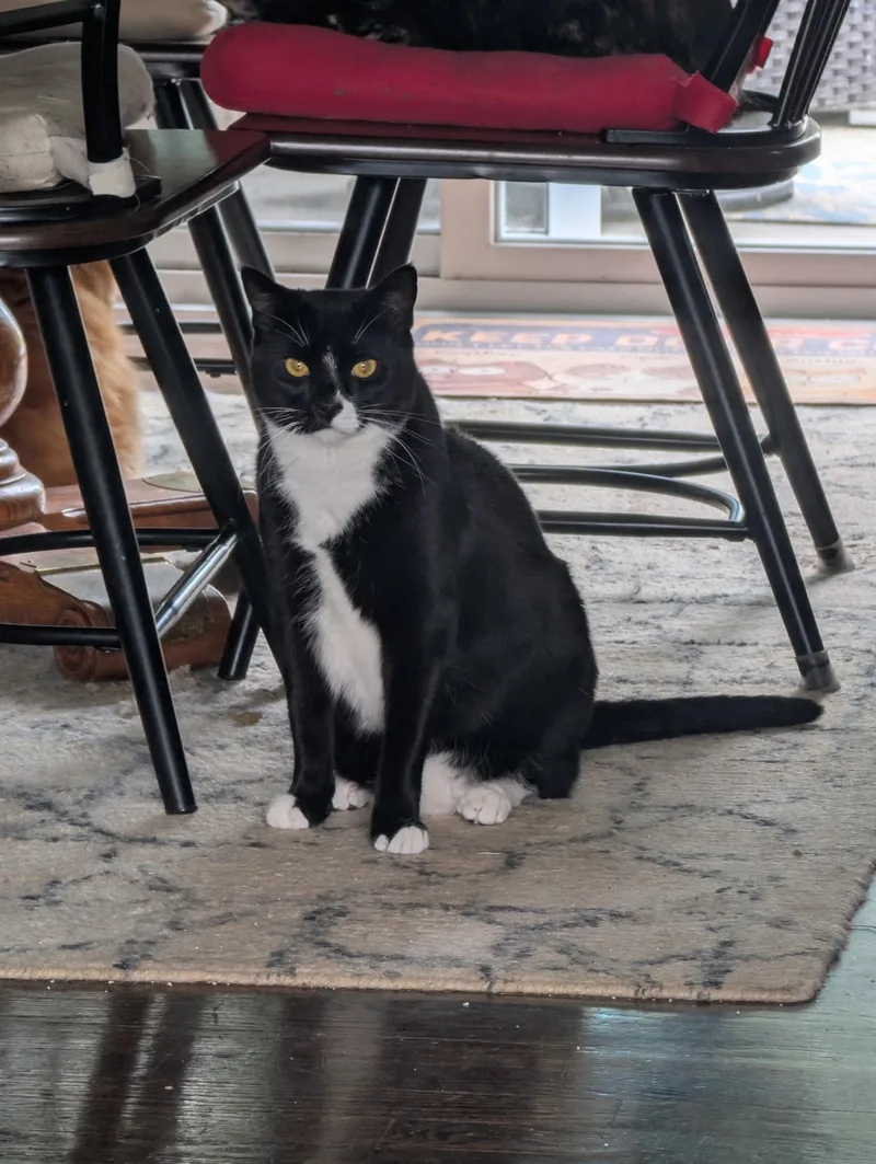 A young medium-sized male Black & White / Tuxedo Domestic Short Hair cat named Jinx for adoption in Stewartsville, NJ