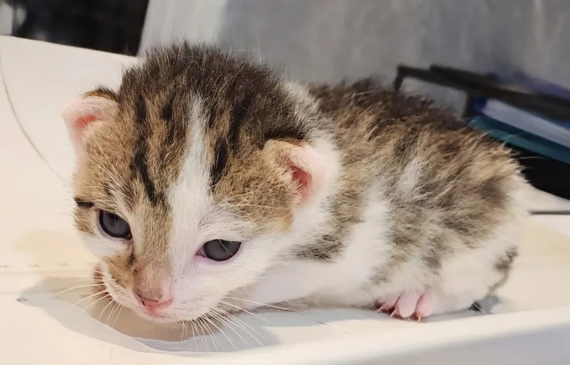A baby medium-sized female Domestic Short Hair cat named Luanne .. for adoption in Apopka, FL