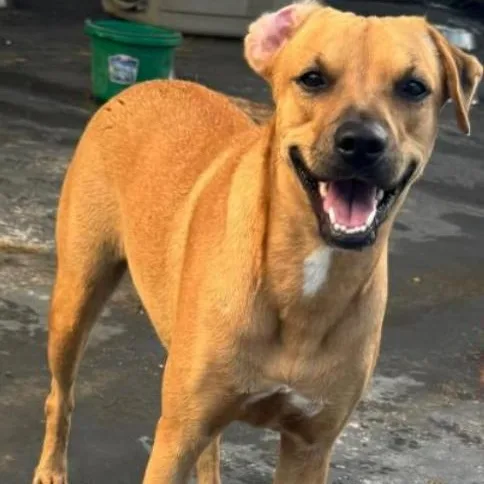 An adult medium-sized female Golden Mixed Breed dog named Alexa for adoption in San Juan, PR