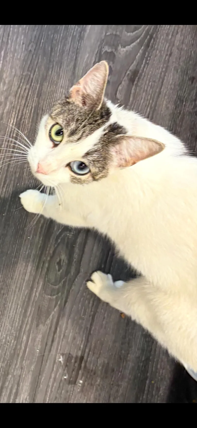A baby medium-sized female White Domestic Short Hair cat named Sophia for adoption in Temple, PA