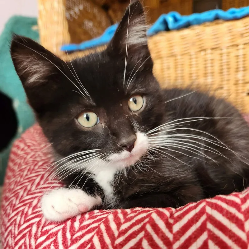 A baby small-sized male Black & White / Tuxedo Domestic Short Hair cat named Marlow for adoption in Grand Rapids, MI
