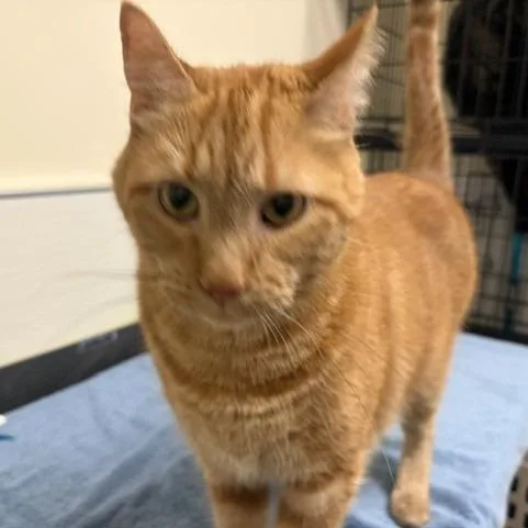 An adult large-sized male Orange / Red Domestic Short Hair cat named Piper for adoption in Novelty, OH