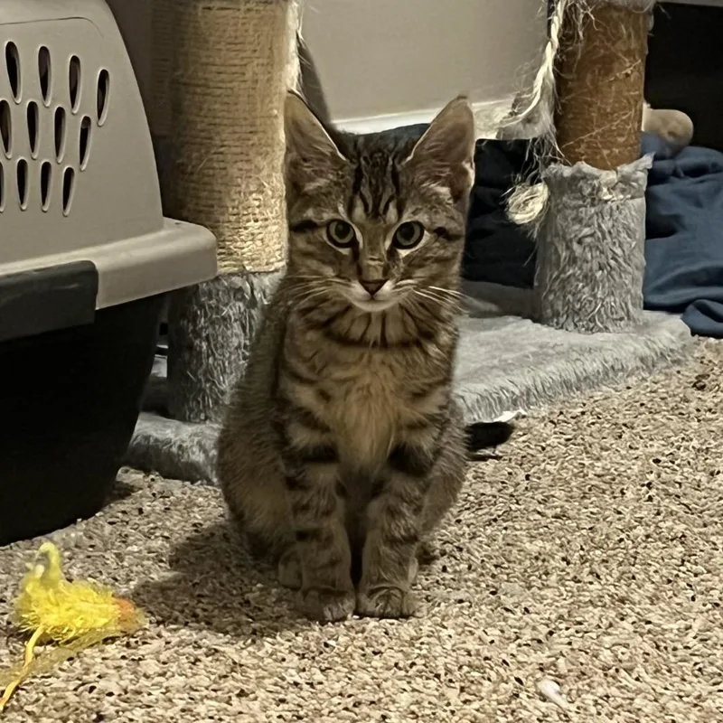 A baby small-sized male Domestic Short Hair cat named Cloud for adoption in Normal, IL