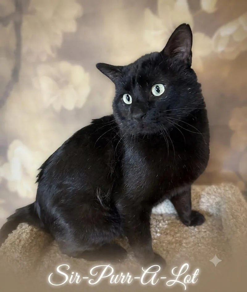 An adult large-sized male Domestic Short Hair cat named SirPurrALot for adoption in Aurora, NE
