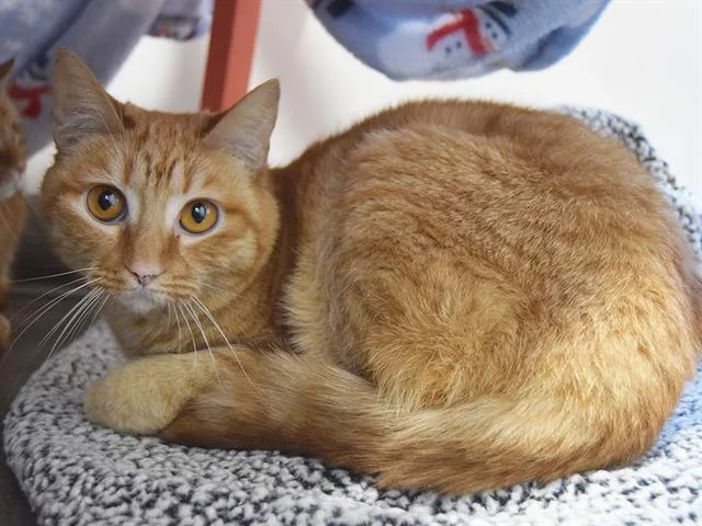 An adult medium-sized female Domestic Short Hair cat named Tootsie for adoption in Sacramento, CA