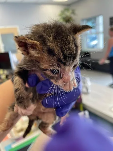 A baby small-sized female Domestic Short Hair cat named Peanut for adoption in Palmetto, FL