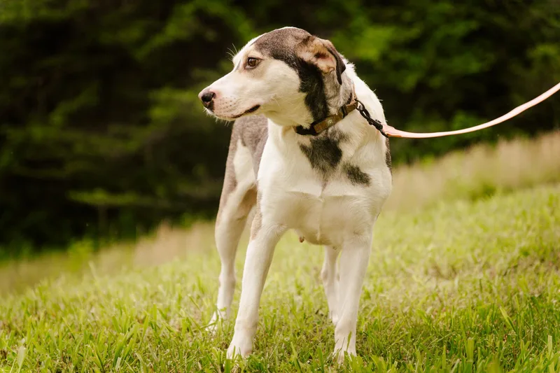 An adult medium-sized female Labrador Retriever dog named Snowbelle  Transport for adoption in Gradyville, KY