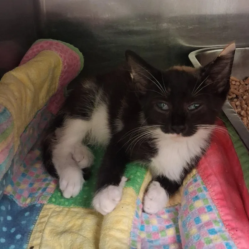 A baby small-sized female Calico Domestic Short Hair cat named Orange for adoption in Elizabeth City, NC