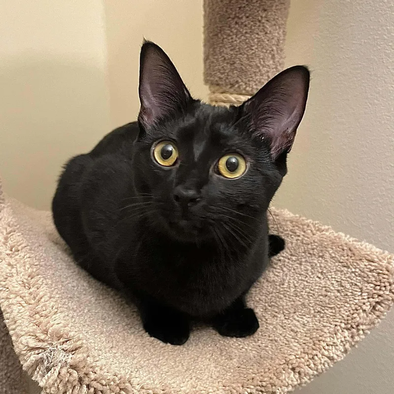 A young small-sized female Black Domestic Short Hair cat named Flip for adoption