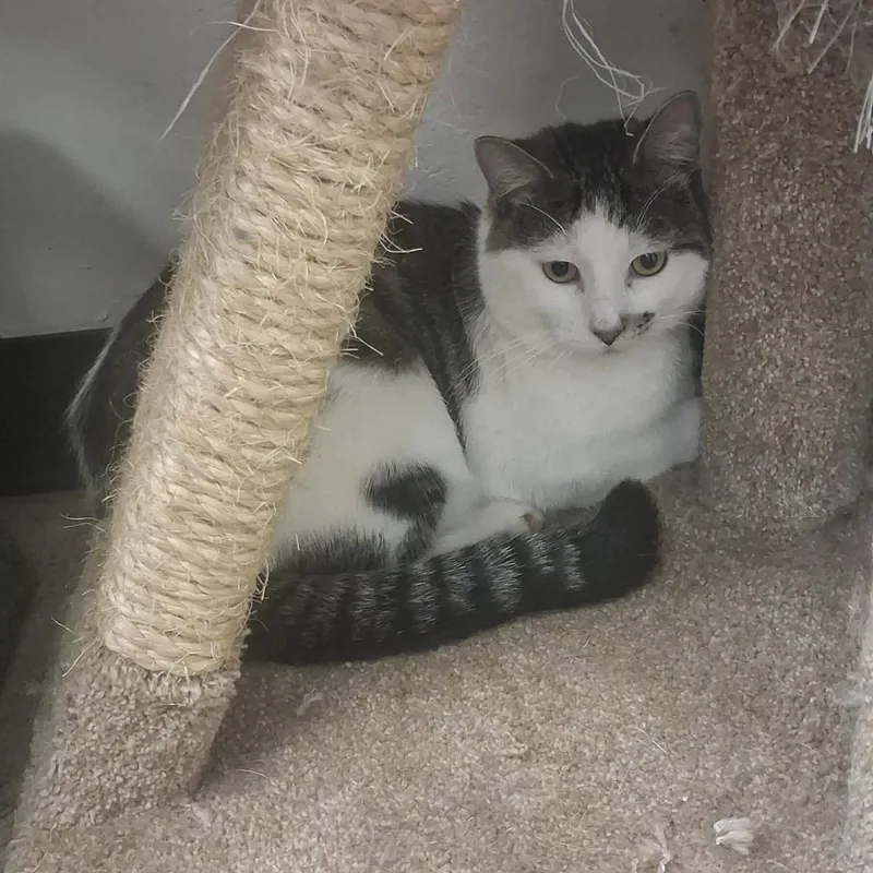 An adult medium-sized male White Domestic Long Hair cat named Luffy for adoption in Roosevelt, UT