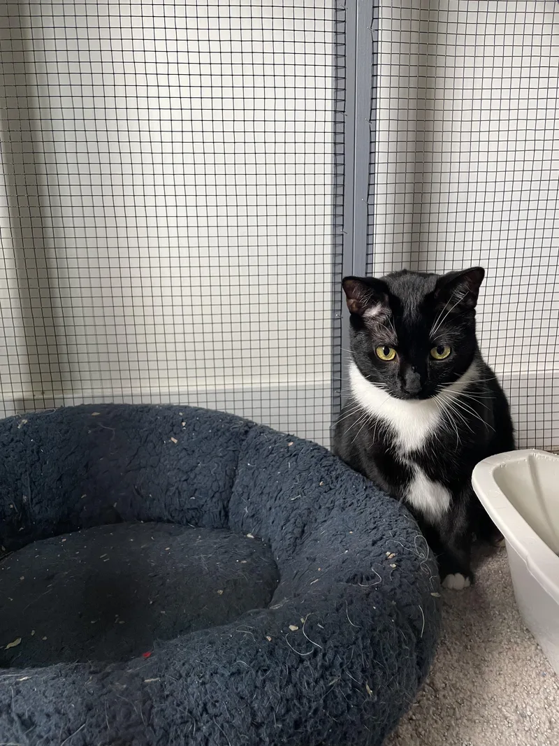 An adult medium-sized female Black & White / Tuxedo Domestic Short Hair cat named Lori for adoption in Kissimmee, FL