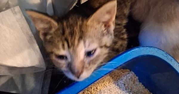 A baby small-sized female Domestic Short Hair cat named Chisel Beltz for adoption in Peoria, IL