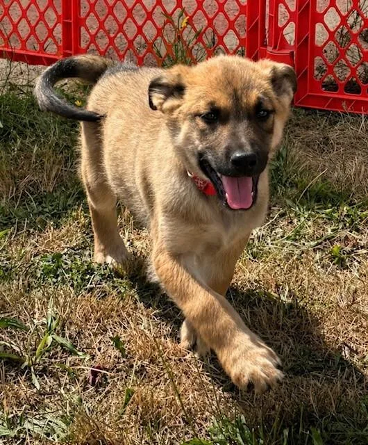A young large-sized male German Shepherd Dog dog named Howard for adoption in Seattle, WA