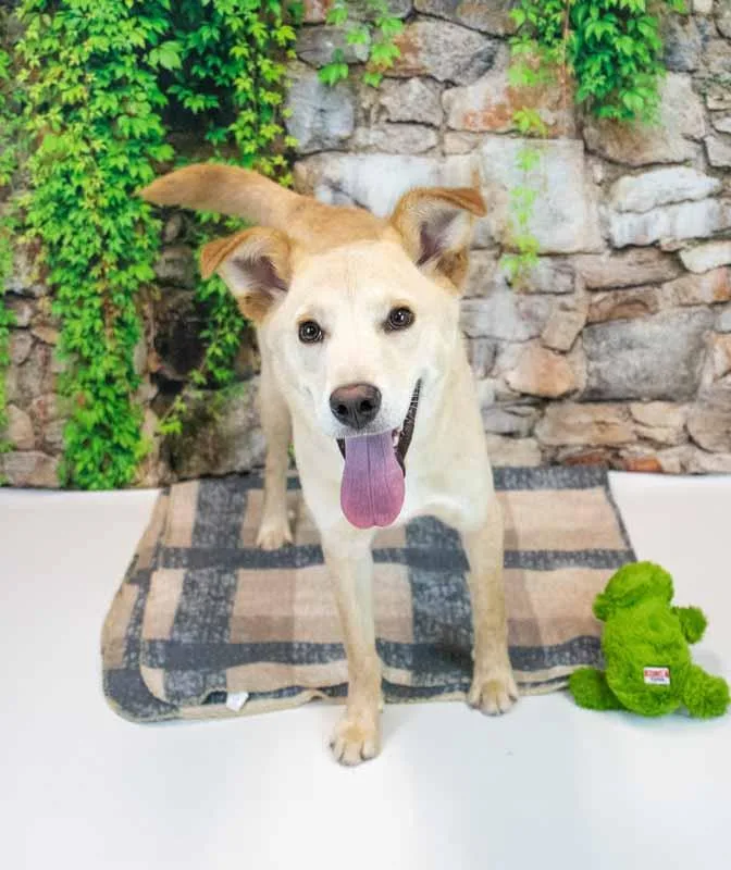 A young medium-sized male Retriever dog named Duke for adoption in Kennesaw, GA