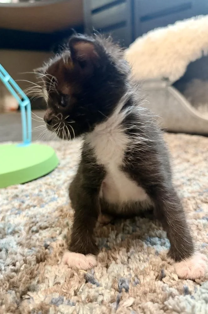 A baby small-sized female Black & White / Tuxedo Domestic Short Hair cat named Kaida Kuma for adoption in Galt, CA