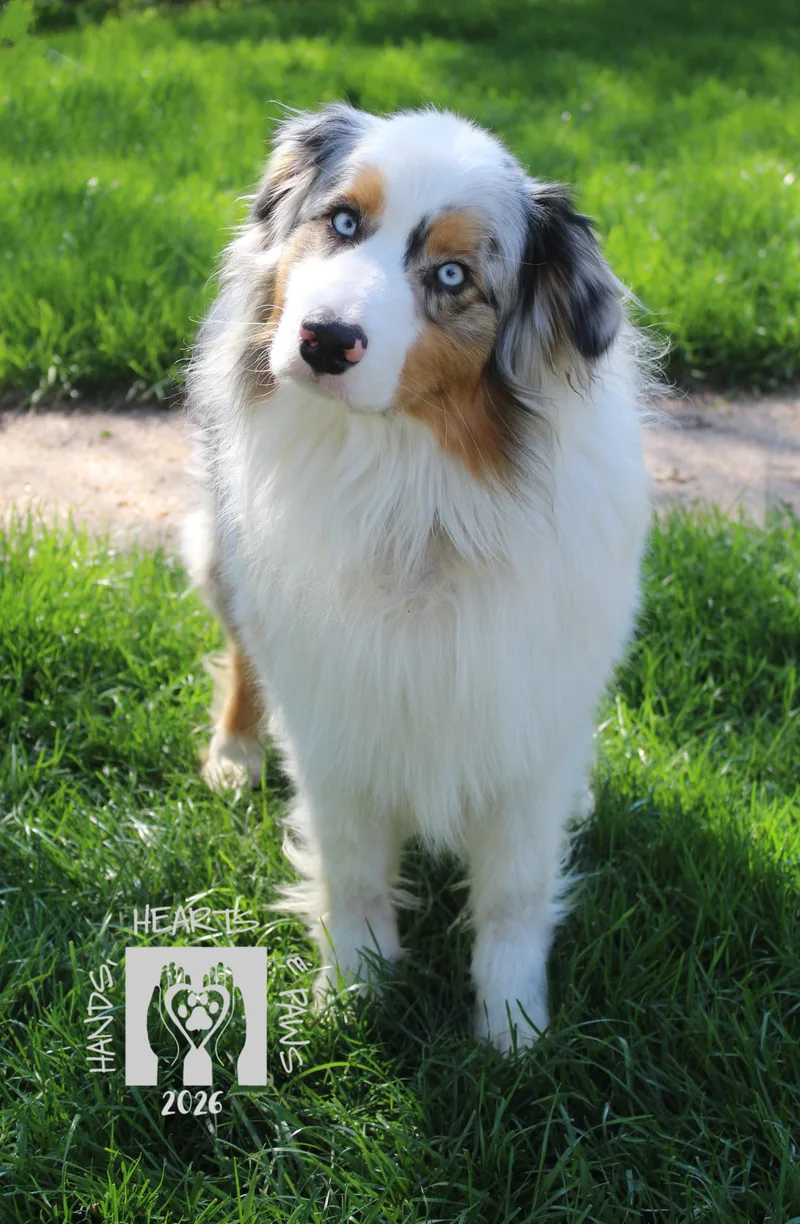 A young medium-sized male Merle (Blue) Australian Shepherd dog named Ragnar for adoption in Omaha, NE