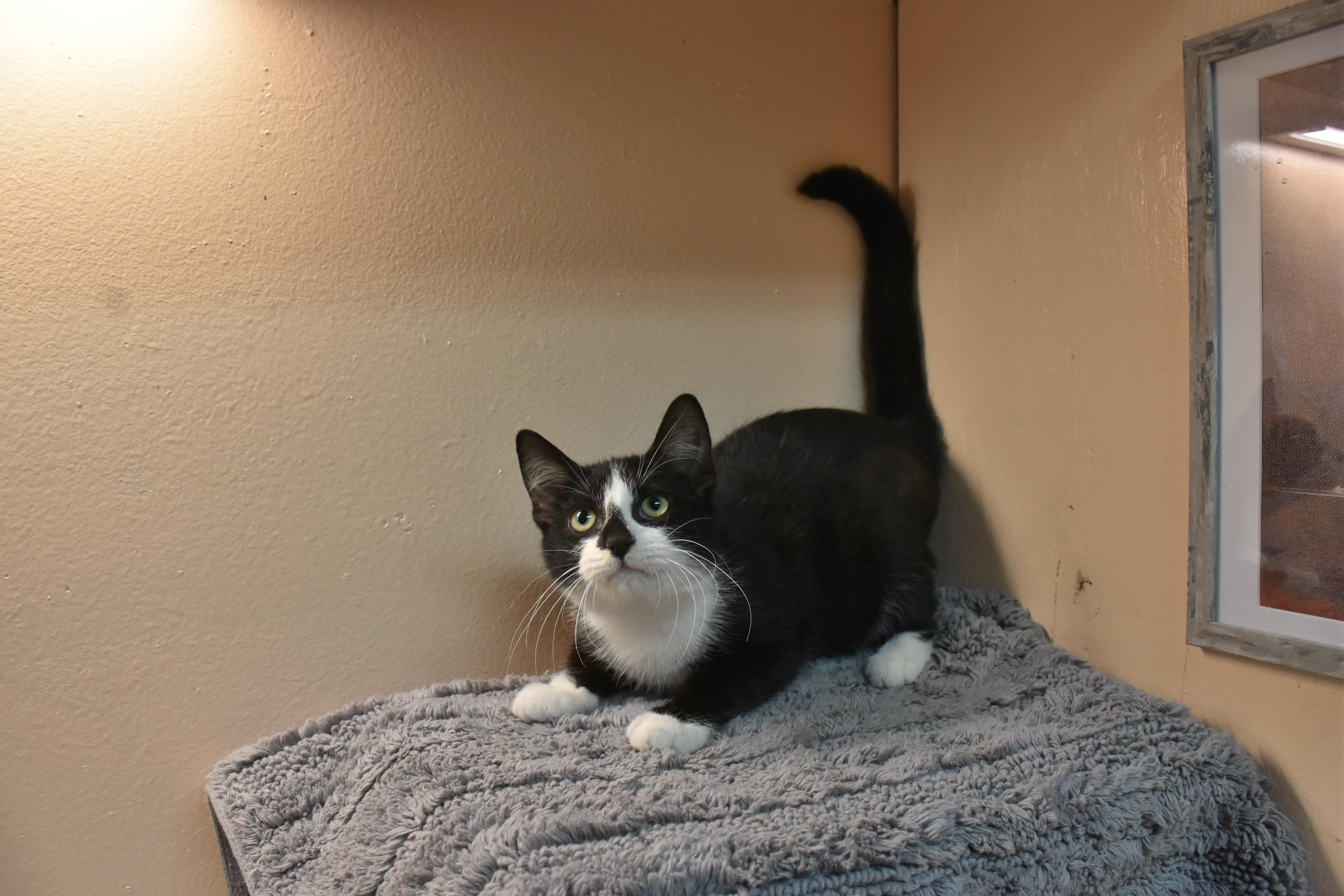 A baby medium-sized male Black & White / Tuxedo Domestic Short Hair cat named Munch for adoption in North Judson, IN