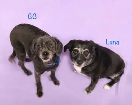 An adult medium-sized female Terrier dog named Luna for adoption in Parma, OH