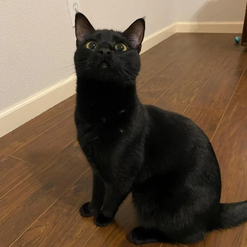 A young medium-sized male Black Domestic Short Hair cat named Alex for adoption in Houston, TX
