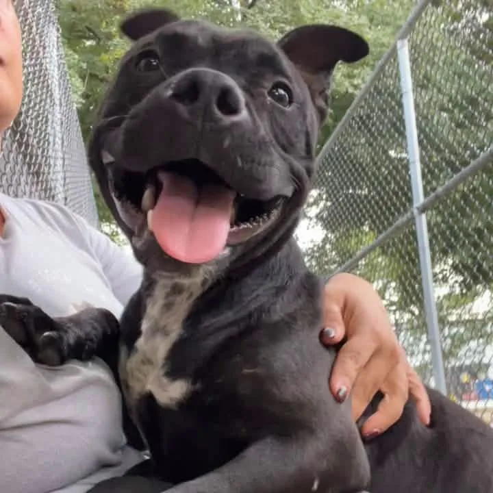 An adult medium-sized female Black Mixed Breed dog named Sombra for adoption in Wheeling, IL