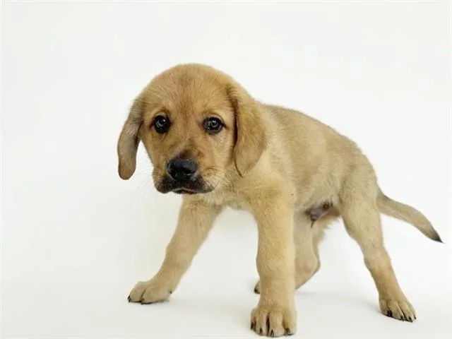 A baby small-sized male Terrier dog named Turtle for adoption in Saint Louis, MO