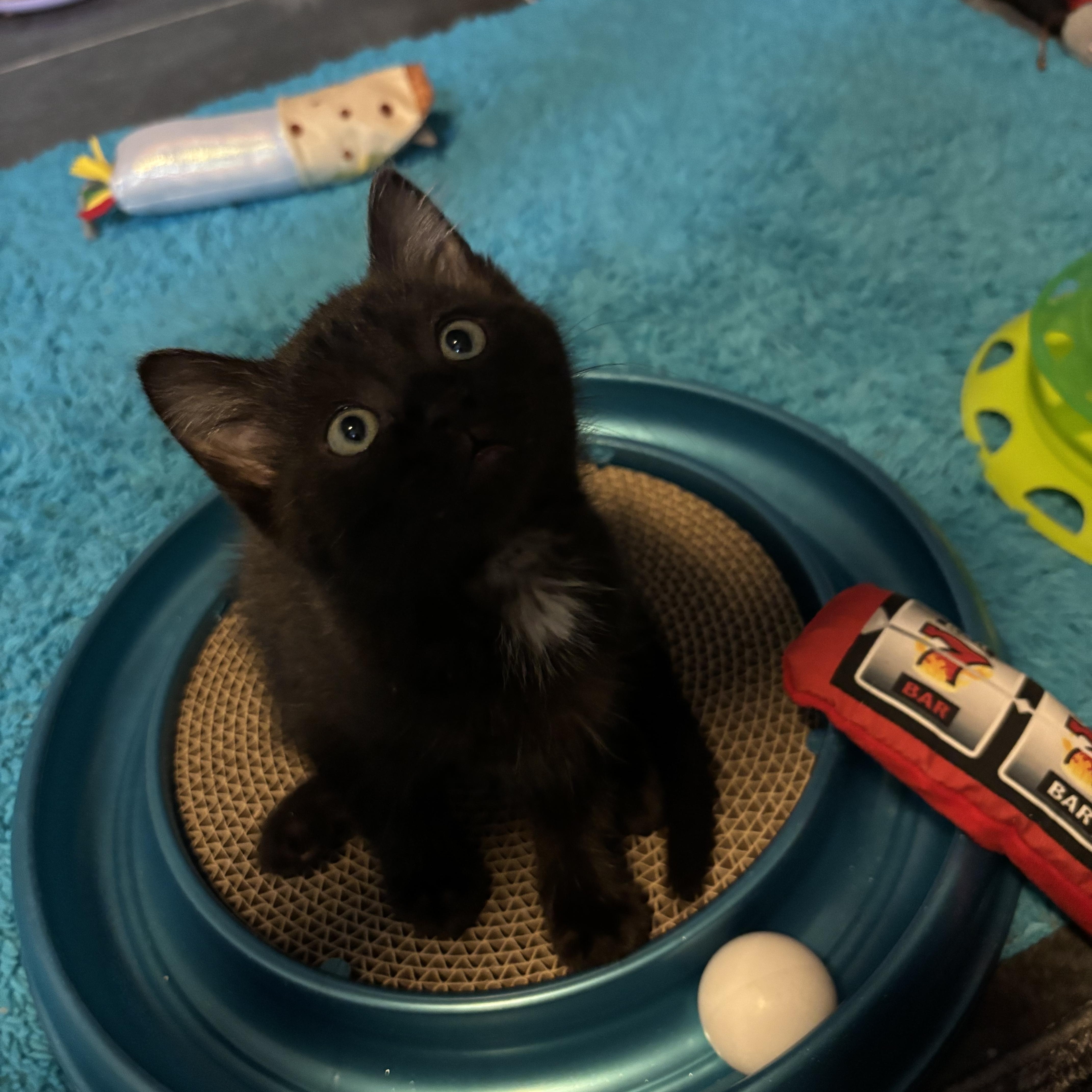 A baby medium-sized female Black Domestic Short Hair cat named Aruba for adoption in Franklin, OH
