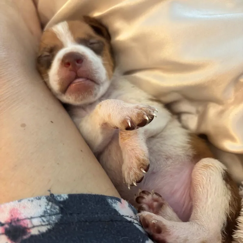 A baby small-sized male Terrier dog named Taco for adoption in Raleigh, NC