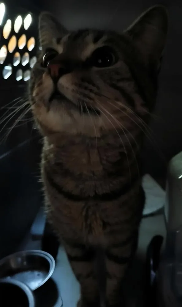 An adult medium-sized male Tabby (Brown / Chocolate) Domestic Short Hair cat named Jalapeno for adoption in Metamora, IL