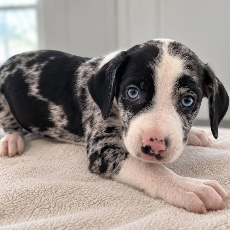 A baby small-sized male Black Australian Shepherd dog named Nightcrawler for adoption in Tampa, FL