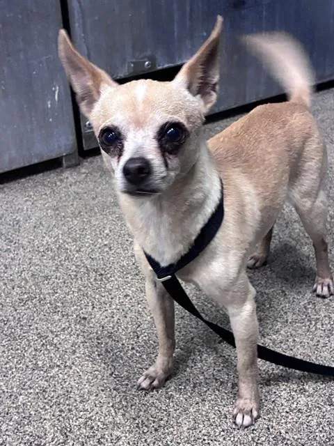 An adult small-sized male Chihuahua dog named Bosco for adoption in Fort Myers, FL