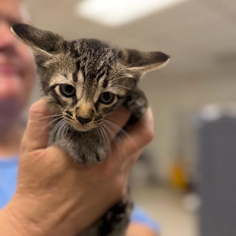 A baby small-sized male Gray / Blue / Silver Domestic Short Hair cat named AlvaradoC for adoption in East Saint Louis, IL