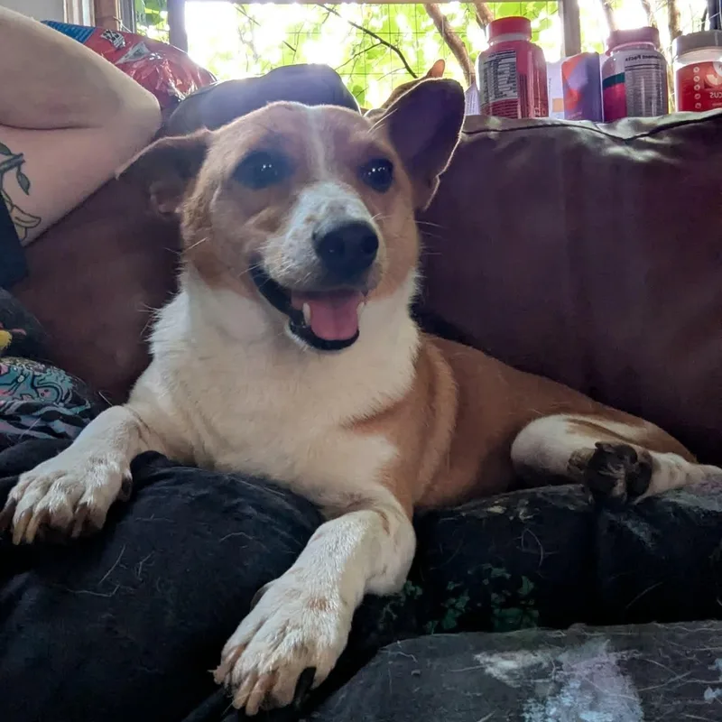 An adult small-sized male Brown / Chocolate Jack Russell Terrier dog named Matchstick for adoption in Greenville, SC