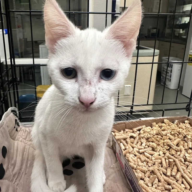 A baby small-sized female White Domestic Short Hair cat named WAGSStray for adoption in Westminster, CA