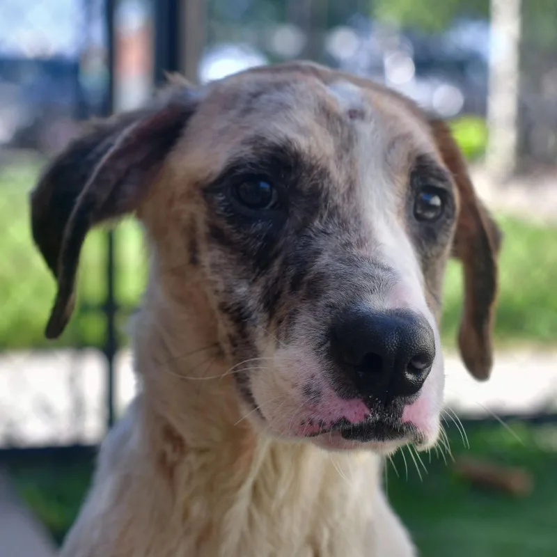 An adult medium-sized male White / Cream Mixed Breed dog named Ruckus for adoption in Ottawa, KS