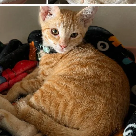 A baby medium-sized male Tabby cat named Krispy for adoption in Krum, TX
