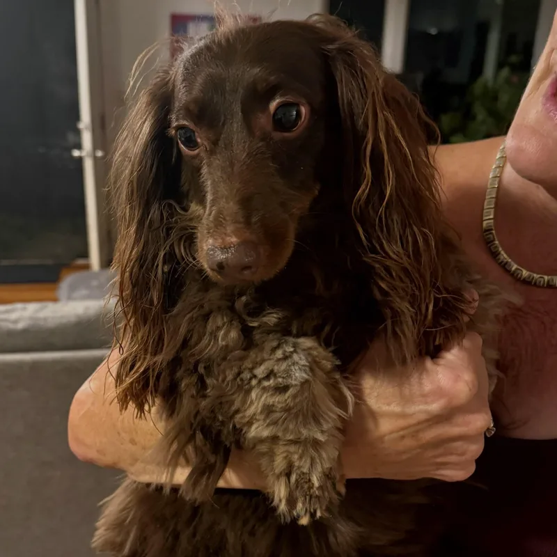 An adult small-sized male Brown / Chocolate Dachshund (Long Haired) dog named Addie & Louie for adoption in Portland, OR