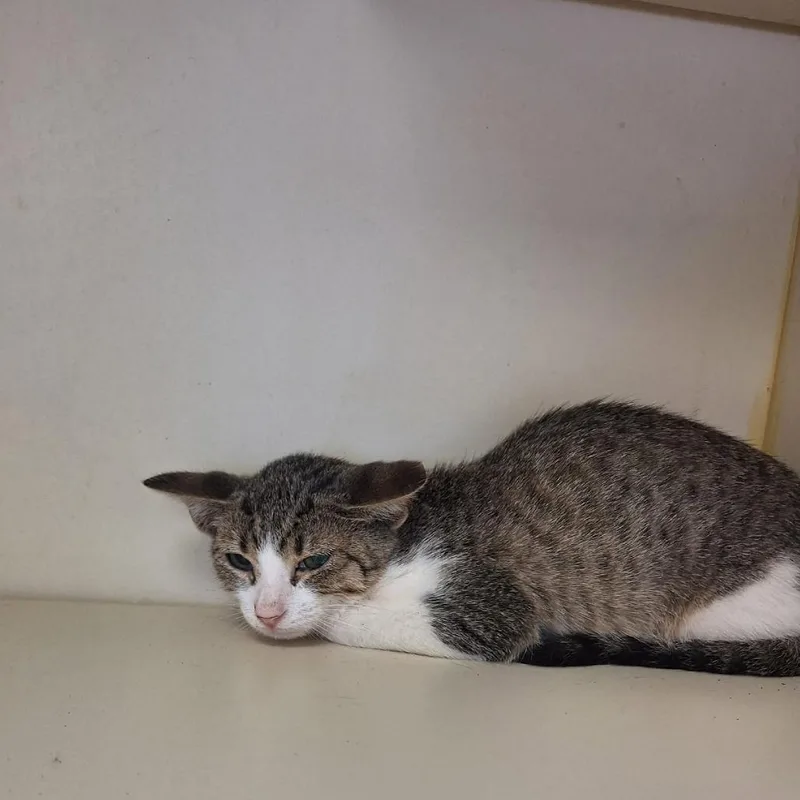 A baby small-sized male Gray / Blue / Silver Domestic Short Hair cat named Dobby for adoption in Madill, OK