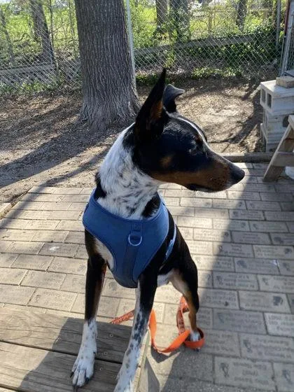 An adult medium-sized male Feist dog named Spin for adoption in Hobart, IN