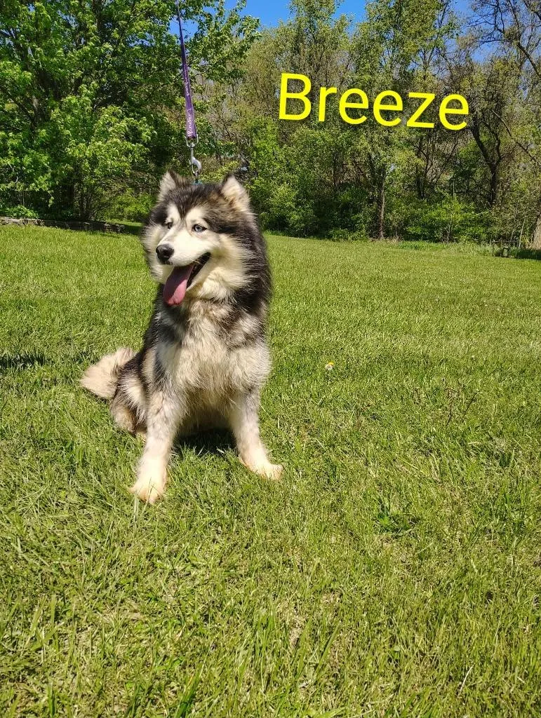 An adult medium-sized female Husky dog named Breeze for adoption in Kendallville, IN