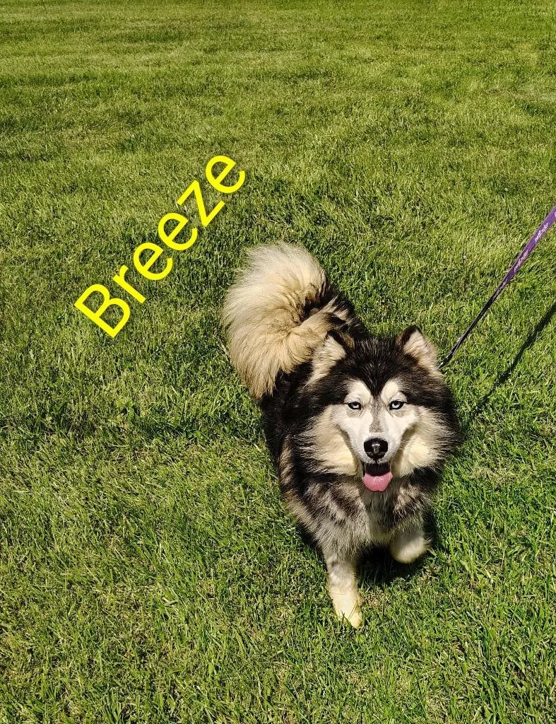 Breeze thumbnail 2