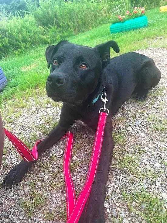An adult medium-sized male Black Labrador Retriever dog named Mookie for adoption in Pegram, TN