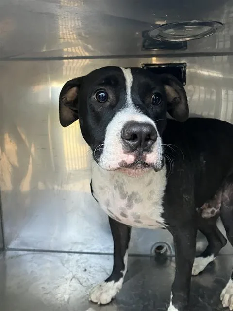 A young large-sized male Mixed Breed dog named Dirk for adoption in Dallas, TX
