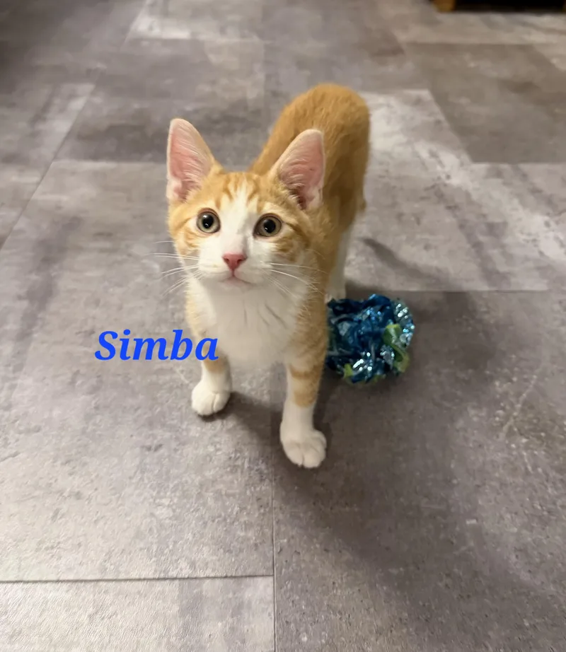A baby large-sized male Orange & White Domestic Short Hair cat named Simba for adoption in Reeseville, WI
