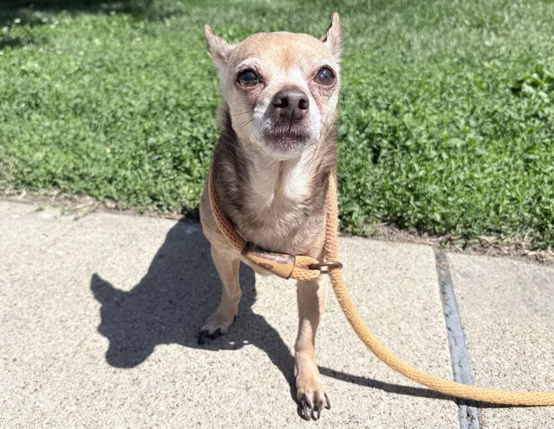 A senior small-sized female Yellow / Tan / Blond / Fawn Chihuahua dog named Erma for adoption in Columbus, IN