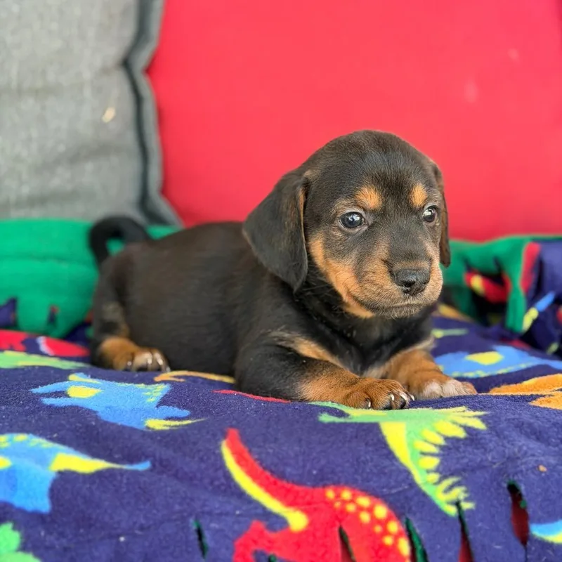 A baby small-sized male Black Mixed Breed dog named Ozzy for adoption in Branson, MO