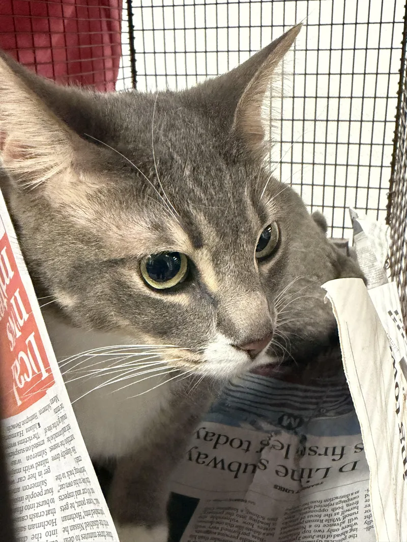 An adult small-sized male Domestic Short Hair cat named Gray for adoption in Van Nuys, CA